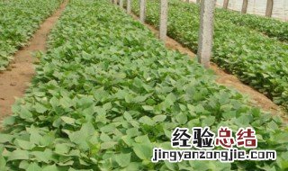 红薯幼苗应注意哪些问题图片 红薯幼苗应注意哪些问题?