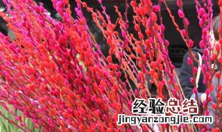 红色银柳的风水作用 银柳干花风水禁忌