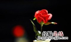 一支玫瑰花代表什么意思 一支玫瑰花的意思