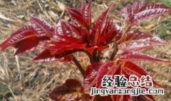 红油香椿树种子播种方法 红油香椿树苗种植技术