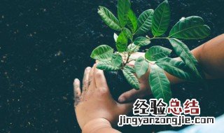 家里适合摆放什么植物 家里客厅适合摆放什么植物