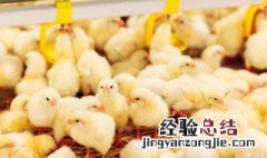 小山鸡饲养方法 散养鸡苗如何管理