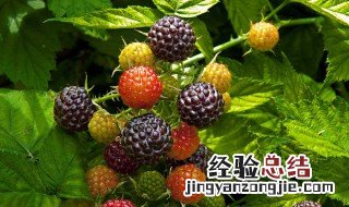 黑莓的管理方法 黑莓的栽培技术