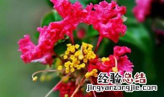 紫薇花怎么繁殖 紫薇花繁殖的方法