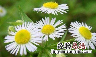 种植雏菊方法和注意事项 种植雏菊方法和注意事项图片