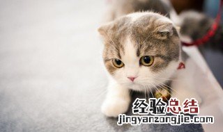 梦到好多猫是什么意思周公解梦女人 梦到好多猫是什么意思周公解梦