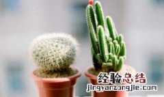 盆栽仙人球的种植方法和注意事项 盆栽仙人球的种植方法和注意事项图片