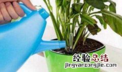 给植物盆栽浇水的方法 给植物盆栽浇水的方法视频