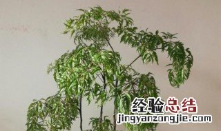 羽叶福寿竹的养殖方法 羽叶长寿花品种大全