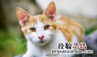 晚上梦到猫咬我是什么意思 梦到猫咬我是什么意思