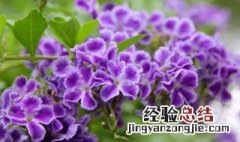 蕾丝花养护方法 蕾丝花怎么养护