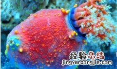 海苹果是什么东西? 海苹果是属于什么类