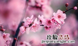 梅花的精神有哪些四字成语 梅花的精神有哪些