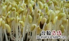 如何发黄豆芽方法 发黄豆芽的方法怎么做