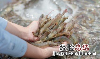 虾子清洗方法