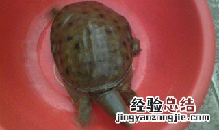 打龟是什么意思 打龟意思是什么
