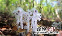 水晶兰种子的种植方法 水晶兰怎么种