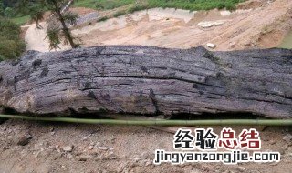 乌木有什么用 乌木有哪些用