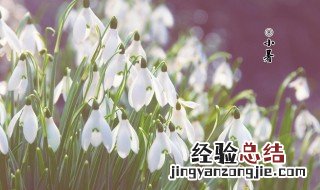 小暑节气兰花怎么养 小暑节气兰花养植方法介绍