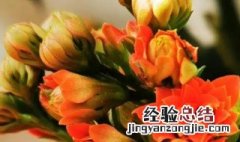 什么花寓意平安顺利的意思 什么花寓意平安顺利