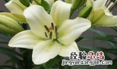 客厅花卉怎么选择 客厅花卉怎么选择好