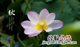 初伏的日期是怎么确定的 初伏的日期是怎样确定