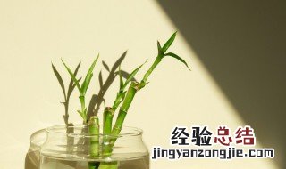 富贵竹种植方法 富贵竹养护办法分享