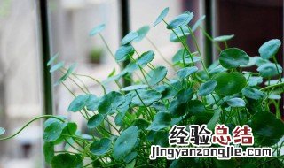 铜钱草怎么修剪 剪叶除草掐枝均可