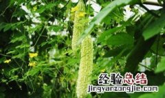 中伏种什么 中伏种什么东西