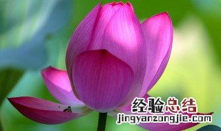 初伏三伏怎么判断 初伏三伏如何判断