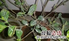 怎样救活栀子花 3步让其起死回生