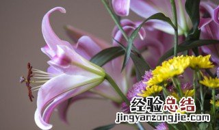 百合鲜切花的保鲜方法 这两种方式是最常用到的