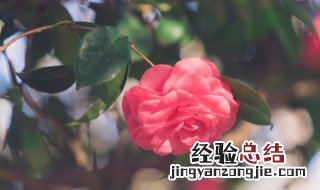 梦到花是什么意思 梦到花有什么寓意