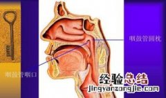 咽管功能不良有哪几种原因 有2种原因