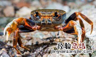 冰鲜的螃蟹怎么处理 冰鲜的螃蟹的处理方法