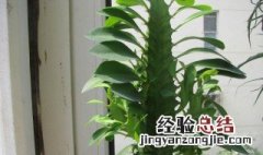 龙骨植物的养殖技巧视频 龙骨植物的养殖技巧