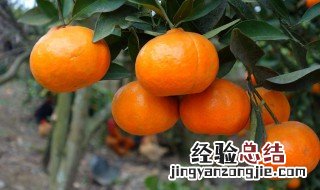 怎样储存柑子 新鲜桔子储存方法分享