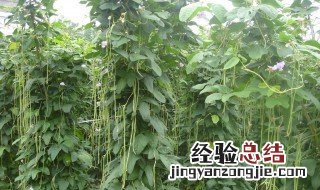 怎样储存豇豆 这样保存豇豆可以吃一年