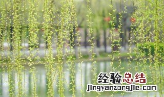 柳芽怎样储存 柳芽储存的方法