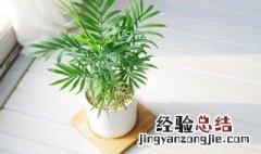 珍椰子怎么养 种植袖珍椰子需要注意的地方