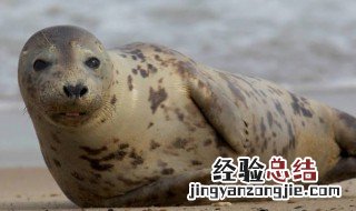 海狗鞭和海豹鞭的区别 海狗鞭和海豹鞭的区别