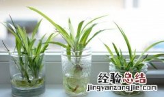 水养植物有哪些 四大水养植物介绍