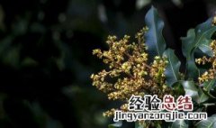 芒果催花打什么药 芒果催花技术指导