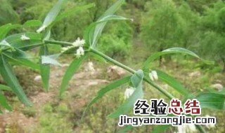 黄精怎么种植和管理视频 黄精怎么种植和管理