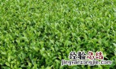 茶苗自己种植方法 茶苗自己种植方法有哪些