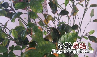 橘子树掉叶子怎么办 橘子树掉叶子怎么回事