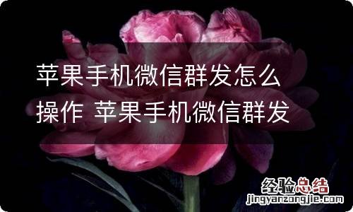 苹果手机微信群发怎么操作 苹果手机微信群发怎么发