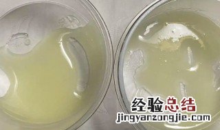 保存甘油菌的甘油需要怎么处理 细菌甘油保存方法