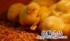 小鸡的饲养方法和防治 小鸡的饲养方法如何防治