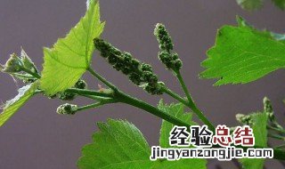 葡萄爆芽的方法 葡萄种子怎么催芽